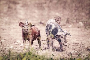 pigs in party hats