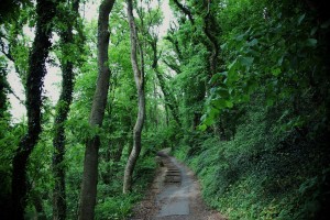 path in woods