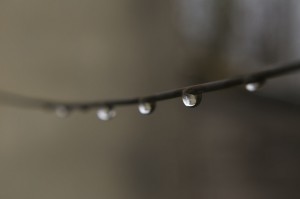 Dew drops on branch