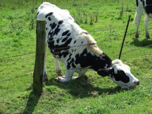 Grass is always Greener in a High-Tax State - Cattle_eating_grass_through_barbed_wire_fence-photo-by-James-Rickwood